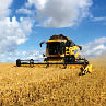 Combine Harvester in Barley Field during Harvest