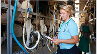 Vet Inspecting Cattle Whilst They Are Being Milked